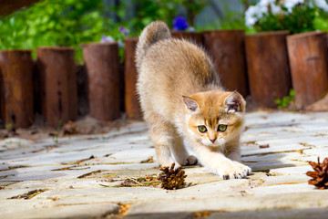 Wall Mural - A cute Golden British kitten stretches out walking in the garden on a sunny summer day and looks at a pine cone lying next to it.