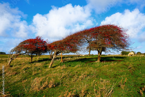 Fotografie, Obraz a line of four windswept Ripe red hawthorn berry bush, Crataegus monogyna in a f