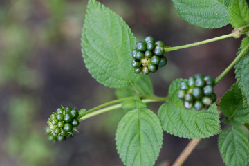 Poster - Hedge flower at garden