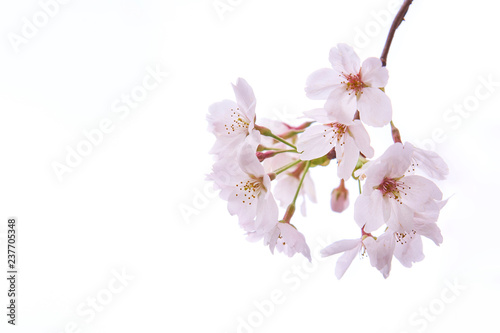 開花した桜の花の枝先 白背景 Stock Photo Adobe Stock