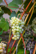 Juicy ripe bunch of grapes pink Muscat on branch in vineyard.