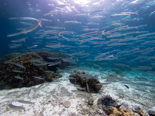 Wall Mural - School of Forster's Barracudas in a coral lagoon