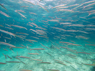 Wall Mural - School of Forster's Barracudas in a coral lagoon