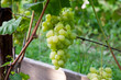 Ripe grapes bunch hangs on branch in vineyard..