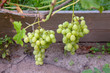 Fresh ripe juicy grapes in bunches growing on branches in vineyard..