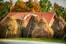 Summer Rural Landscape With Haystacks In Small Village