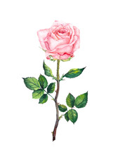 One Pink Rose With Buds, Leaves. Watercolor Art