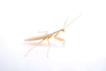 Canvas Print - junge Ägyptische Gottesanbeterin / Pharaomantis (Miomantis paykullii) - Egyptian praying mantis