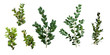 buxus sempervirens isolated on a white background