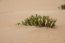 Green Plant Grows In Sand Loneliness
