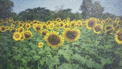 Wall Mural - sunflowers summer green nature tone yellow blur sky