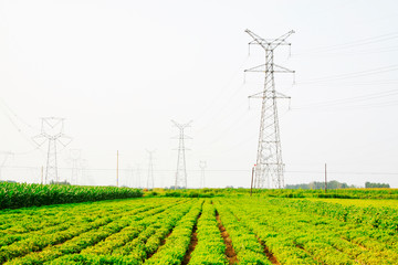 electric tower in the fields