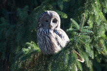 Ural Owl On Branch