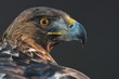 © Staffan Widstrand - Portrait of a Golden Eagle