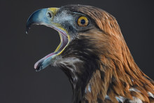 Golden Eagle Bird Portrait