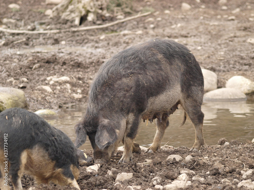 Porc Laineaux A Pacage Fouillant Le Sol Boueux Avec Son Groin Buy This Stock Photo And Explore Similar Images At Adobe Stock Adobe Stock