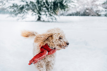 Cute and funny little dog with red scarf playing and jumping in the snow. Happy puddle having fun with snowflakes. Outdoor winter happiness.