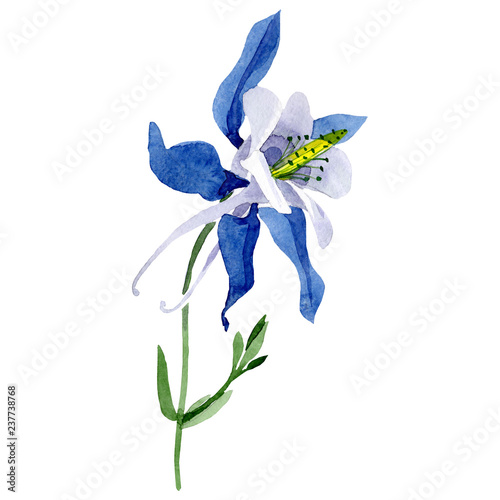 Cuadros en Lienzo Isolated blue aquilegia illustration element