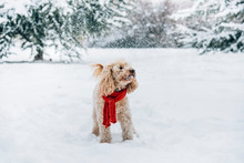 Cute And Funny Little Dog With Red Scarf Playing And Jumping In The Snow. Happy Puddle Having Fun With Snowflakes. Outdoor Winter Happiness.
