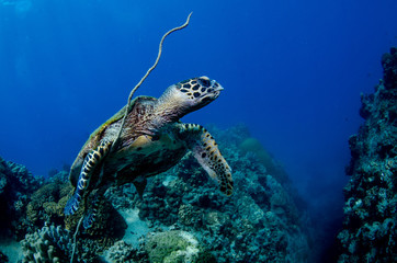 Hawksbill sea turtle, Eretmochelys imbricata