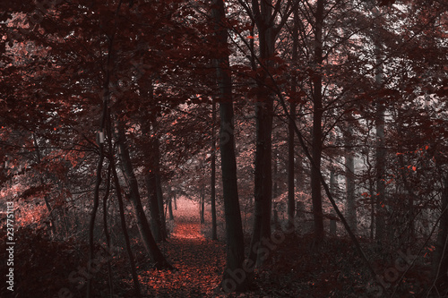 autumnal-forest-falling-theme-in-pantone-living-coral