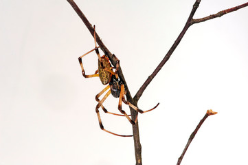 Poster - Indische Radnetzspinne (Nephilengys malabarensis) - indian Orb-weaver spider