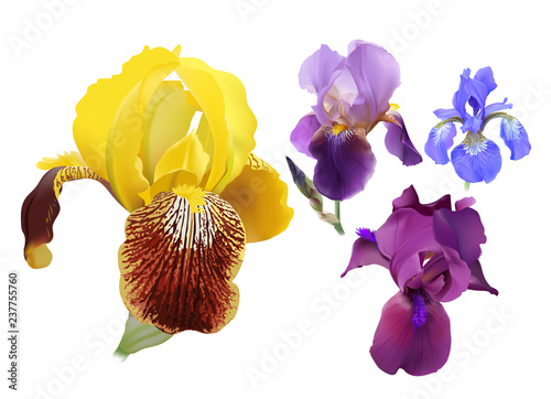 Iris Flowersset Of Different Colors Hand Drawn Realistic