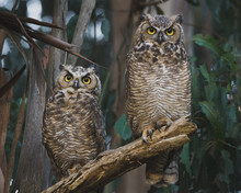 Two Great Horned Owls Perched On A Low Eucalyptus Tree Branch
