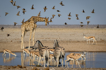 a gathering of african animals at a waterhole