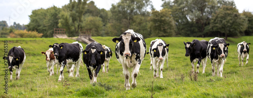 Fotografía Black and white cows in a grassy field