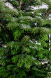 © Sylvia - Close-up of a christmas tree fir
