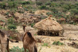 stara tradycyjna okrągła afrykańska chata pokryta słomą i pasące się obok stado dromaderów w etiopii