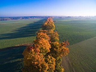 Canvas Print - Country road with colorful maple trees through the hilly terrain during the autumn season, Mazury, Poland