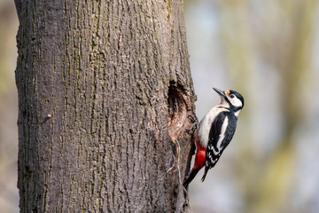 Wall Mural - Great spotted woodpecker perching on tree trunk next to the nest hole. Female woodpecker (Dendrocopos major)  colored black and white with red undertail.