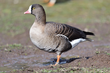 Wall Mural - Lesser white fronted goose (anser erythropus)