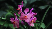 Close Up, Exotic Purple Flower