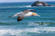Gannet Flying Across the Sea at Muriwai Beach