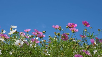 cosmos flowers field blooming in spring season. royalty high-quality free stock video footage of bea