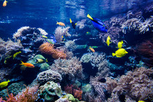 Colorful Coral Reef With Fish And Stone