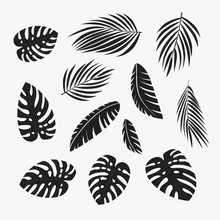 Palm Leaves Silhouette
