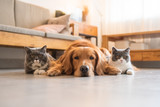 Golden Hound and British short-haired cat