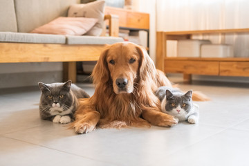 Sticker - Golden Hound and British short-haired cat