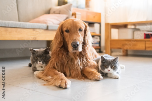 Golden Hound And British Short Haired Cat Buy This Stock Photo