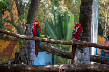 two big red with blue and green parrots sit close to us on a wooden branch witn open eyes