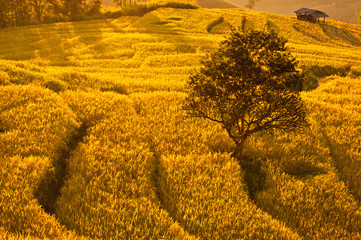 Gold terraced rice field  at sunset