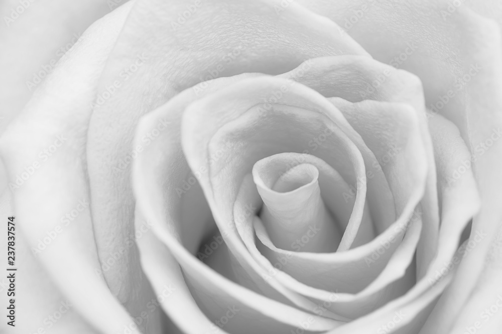 Closeup gray rose flower soft focus - obrazy, fototapety, plakaty 