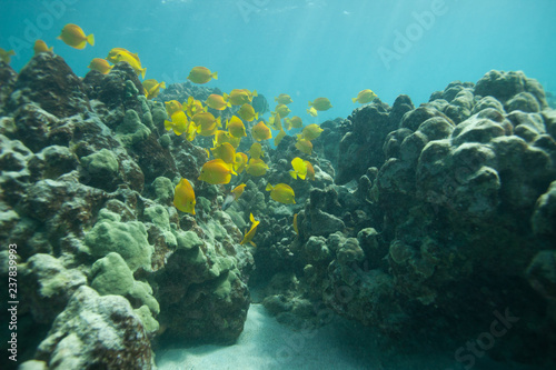 Fotografie, Obraz Beautiful underwater scene with a school of yellow tangs in Hawaii