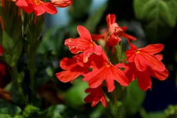 Wall Mural - Red flower in the garden.