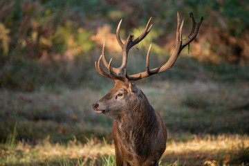 Wall Mural - beautiful portrait of red deer stag cervus elaphus in colorful autumn fall woodland landscape