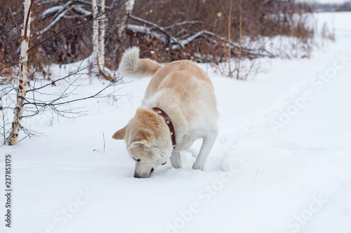 Cute Beautiful Red Haired Japanese Akita Inu Dog Eats Snow In A